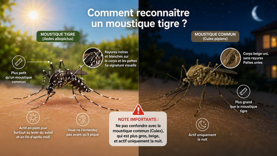Moustique tigre — rayures noires et blanches