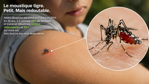 Moustique tigre — Aedes albopictus